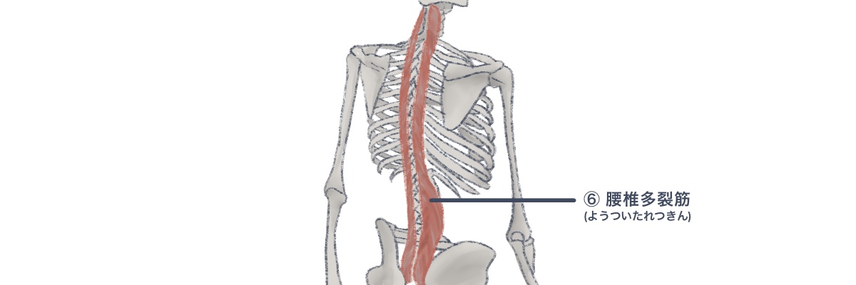 腰椎多裂筋