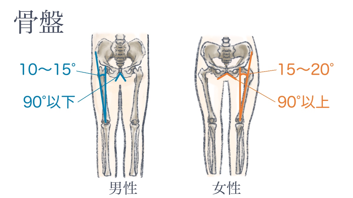 骨盤について 1－骨盤や骨盤まわりの筋肉構造とその役割を知ろう