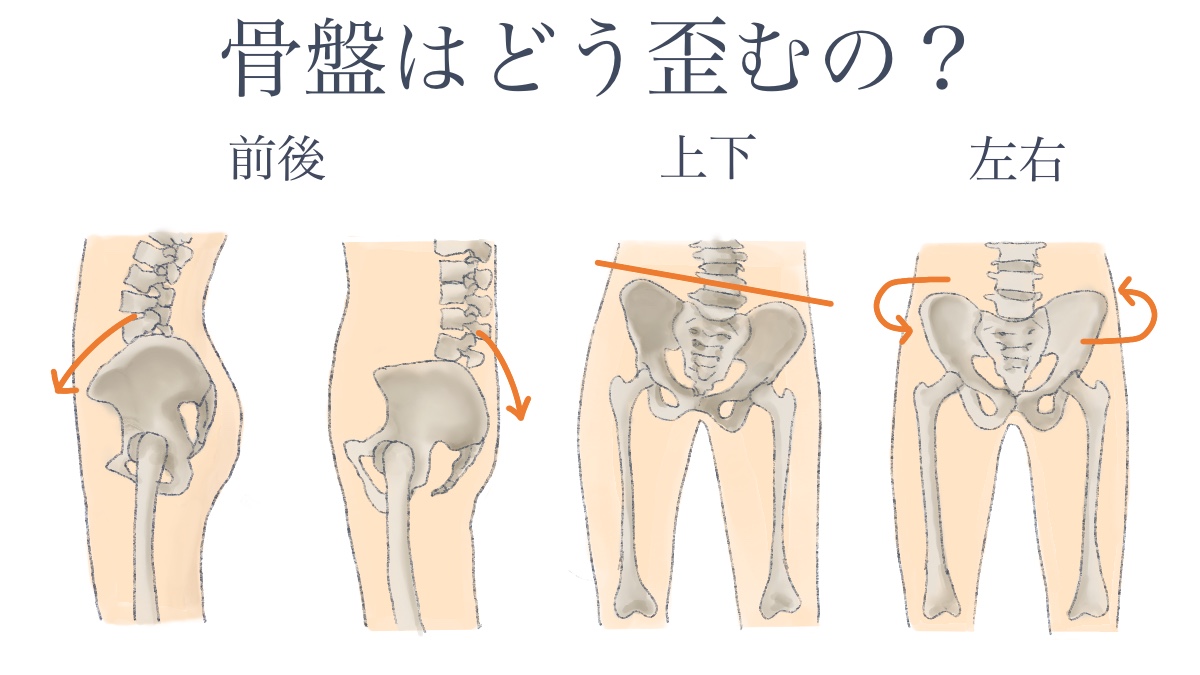 骨盤 女性骨盤モデル，可動型・大腿骨付 | 日本スリービー・サイエンティ