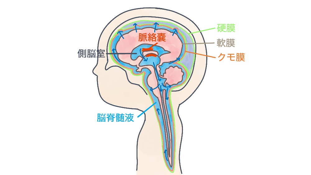 脳脊髄液の流れ