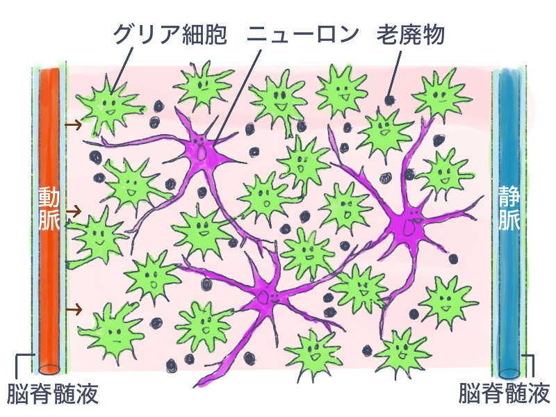 日中の脳内