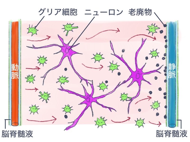 ノンレム睡眠時