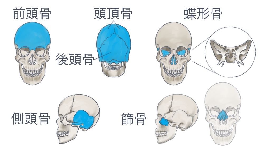 頭蓋骨