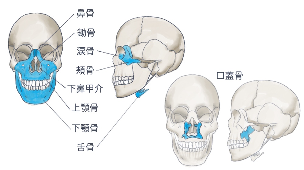 顔面頭蓋