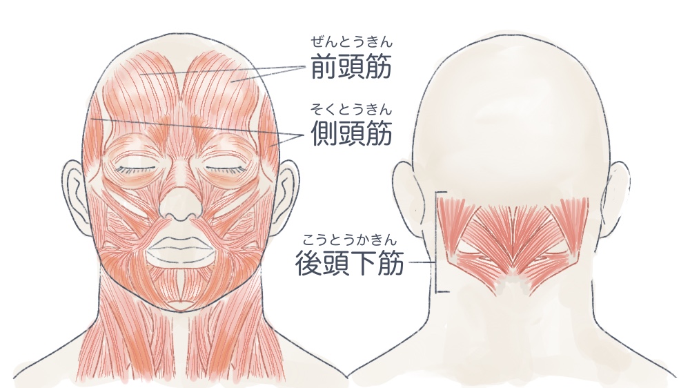 頭につく筋肉